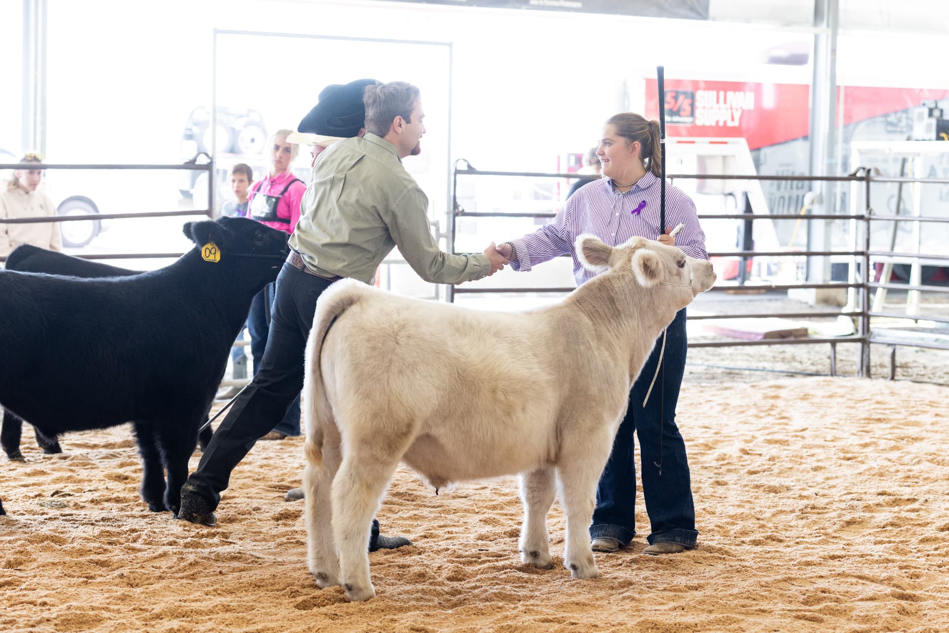 An exhibitor shaking hands with a judge beside a market calf